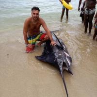 Marlin Rayé 375 lb