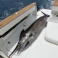 Marlin