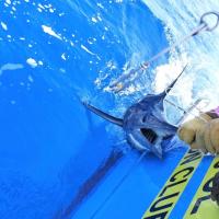 Blue Marlin