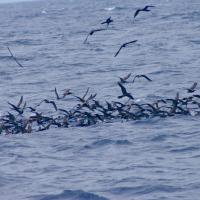 Chasse d'oiseaux